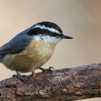 chickadee